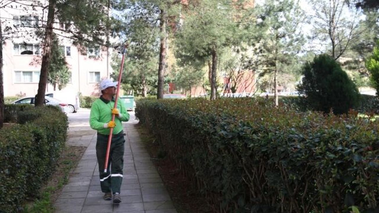 Çam kese böceğiyle mücadele sürüyor