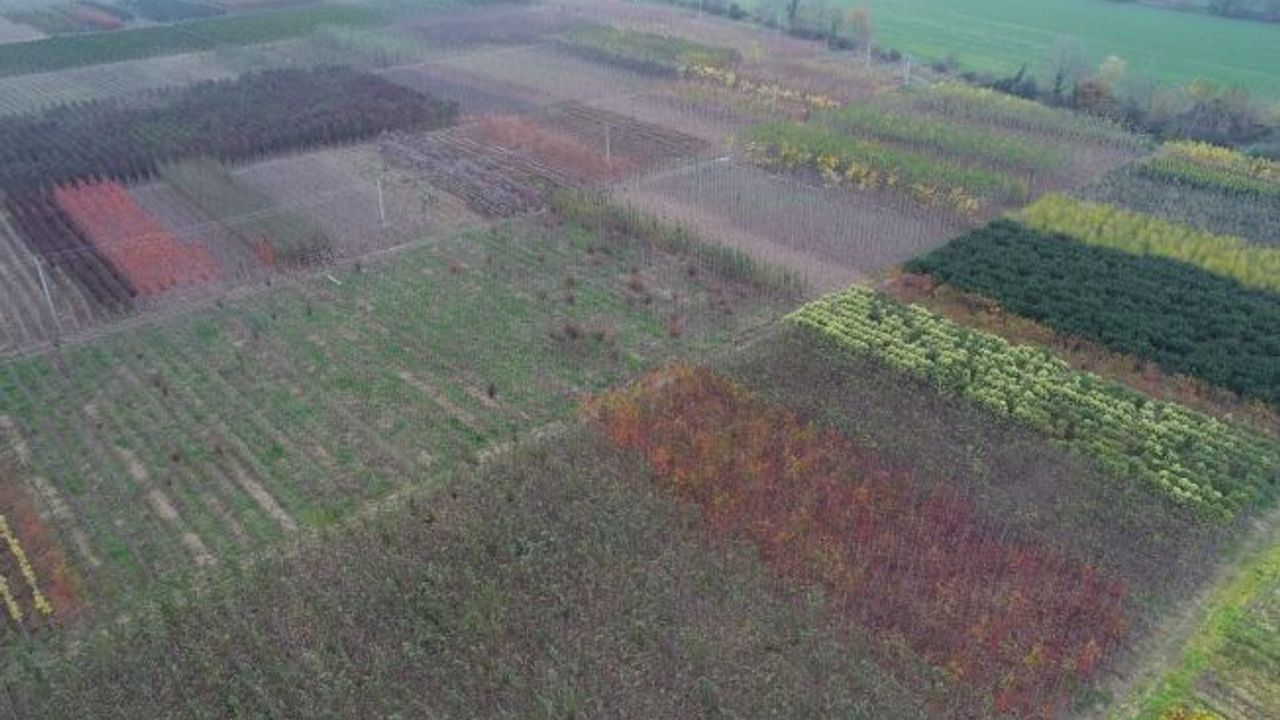 125 hektar alanda yerli fidan üretiliyor