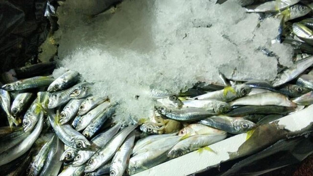 Otobüs Bagajında 1,5 Ton Balığa El Konuldu