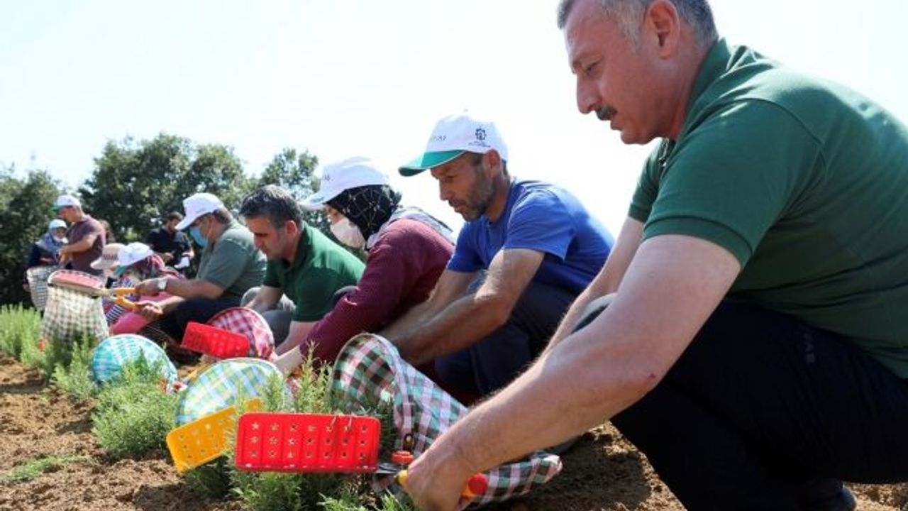 Kocaeli’de dikilen 2,6 milyon biberiyenin hasadına başlandı