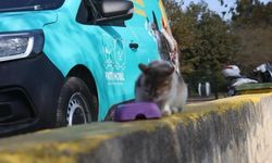 Darıca Belediyesi’nden Can dostlarımıza mama ve su desteği