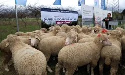 Kocaeli Büyükşehir'den hayvancılığa damızlık koç desteği