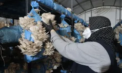 Kocaeli İzmit'te istiridye mantarı üretimiyle vatandaşa destek oluyor