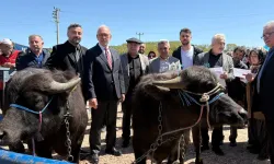 Kocaeli'de damızlık mandalar üreticilere teslim edildi
