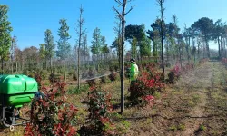 Kocaeli'de fidanlara koruyucu müdahale
