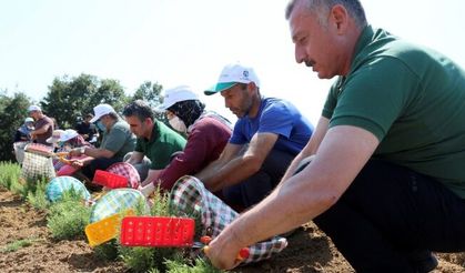 Kocaeli’de dikilen 2,6 milyon biberiyenin hasadına başlandı