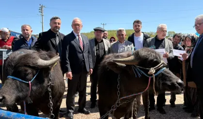 Kocaeli'de damızlık mandalar üreticilere teslim edildi
