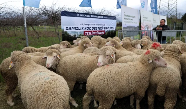 Kocaeli Büyükşehir'den hayvancılığa damızlık koç desteği