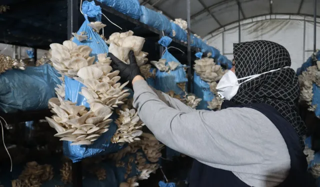 Kocaeli İzmit'te istiridye mantarı üretimiyle vatandaşa destek oluyor