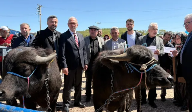 Kocaeli'de damızlık mandalar üreticilere teslim edildi