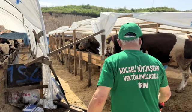 Kocaeli'de 4 ilçede kurban pazarları ilaçlanıyor