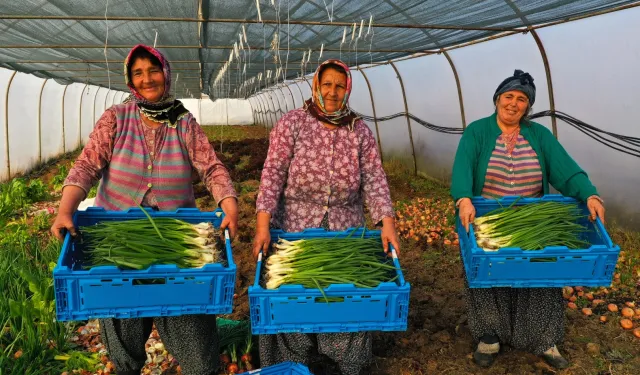 Kocaeli'de seracılık, Büyükşehir'le yaygınlaşıyor
