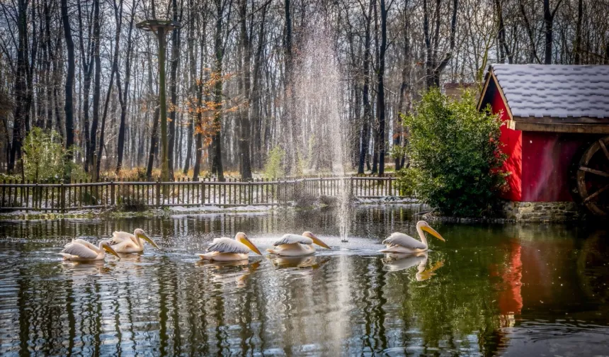 Kocaeli'de Ormanya ve Kuzuyayla ziyaretçilere hazır