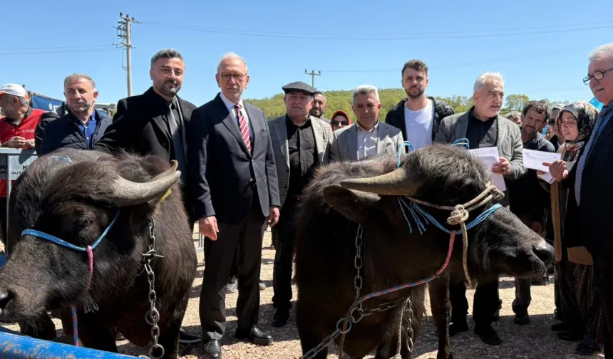 Kocaeli'de damızlık mandalar üreticilere teslim edildi