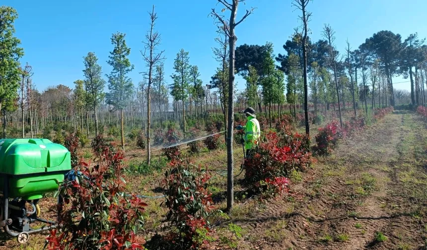 Kocaeli'de fidanlara koruyucu müdahale